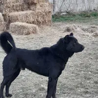 واگذاری سگ سرابی|سگ|اردبیل, |دیوار