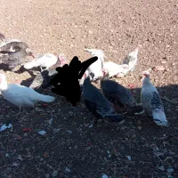 بوقلمون نر ماده|حیوانات مزرعه|بیلوار, |دیوار