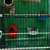 فنج جفت و جوجه زبرا و کینگ