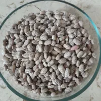 حبوبات تازه لرستان