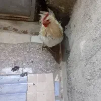 یک عدد خروس هیکلی