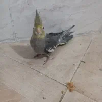 عروس هلندی 4عدد زیبا