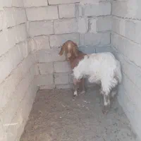 گتاچ محلی|حیوانات مزرعه|سراوان, |دیوار