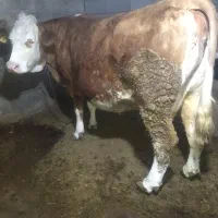 گاو سیمنتال آبستن ۱۰روز مانده ب زایمان