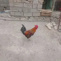 فروش خروس محلی