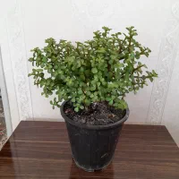 بنفشه آفریقایی.کراسولا خرفه ای|گل و گیاه طبیعی|اردبیل, |دیوار
