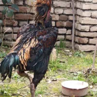 مرغ وخروس اوشامو ۵دانگ حلقه دار ازنسل وارداتی