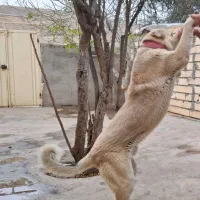 سگ گله|سگ|طارم (زنجان), |دیوار