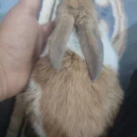 خرگوش|موش و خرگوش|فسا, |دیوار