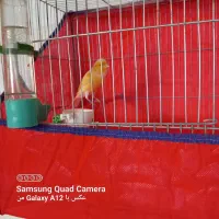 قناری|پرنده|ملایر, |دیوار