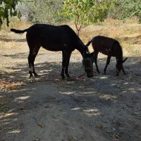 اسب مادیان همراه با کره قاطر|اسب و تجهیزات اسب‌سواری|شیروان (خراسان), |دیوار