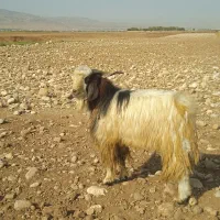 سابرین‌بز‌قوچ‌میش