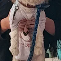 سگ پاپی گم شده