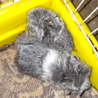 توله خوکچه هندی فشن(خرگوش)|موش و خرگوش|اهواز, کیانپارس |دیوار