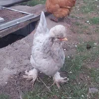 دو عدد مرغ محلی کاکلی پاپر بسیار زیبا و جوان