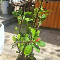 بابا آدم بلک|گل و گیاه طبیعی|شیراز, شیخ روزبهان|دیوار