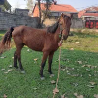 نریان سال شش عالی سالم