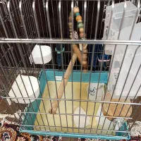 قفس پرنده طوطی ،عروس هلندی ،کاسکو