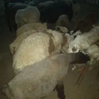 بره نرپلواری|حیوانات مزرعه|دهدشت, |دیوار