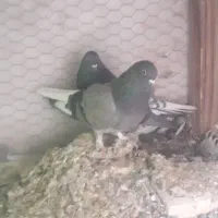 کبوتر