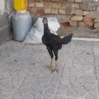 تعدادی مرغ لری و لاری|حیوانات مزرعه|ماهدشت, |دیوار