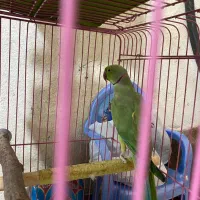 ملنگو نر ۳ ساله