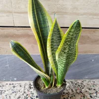 سانسوریا شمشیری ابلغ وگل وگیاه|گل و گیاه طبیعی|اهواز, شریعتی جنوبی|دیوار