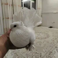 ماده چتری|پرنده|خمینی‌شهر, |دیوار