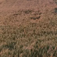 گندم فرانسوی رقم باسیلوا