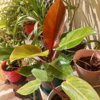 گل.طبیعی|گل و گیاه طبیعی|مسجد سلیمان, |دیوار