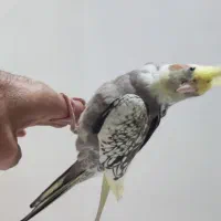 عروس هلندی