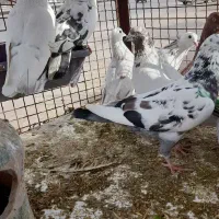 کبوتر پرشی|پرنده|ری, شهرک نظامی|دیوار