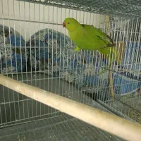 طوطی ملنگو|پرنده|رامسر, |دیوار