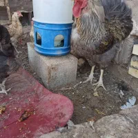 ترازو یک کیلوی خروس محلی|ابزارآلات|فردوس (کرمان), |دیوار