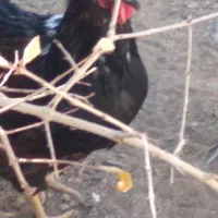 فروش خروس زیبا و جوان|حیوانات مزرعه|فرخ‌شهر, |دیوار