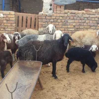 حیوان|حیوانات مزرعه|داران, |دیوار