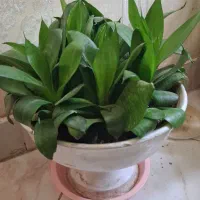 گل گندمی.سانسوریا پاکوتاه.الوورا