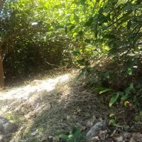 باغ لیمو پل بریم مله برفی|فروش زمین و ملک کلنگی|بوستان, |دیوار