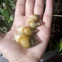 حلزون مخصوص پرورش و حلزون تراپی