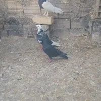 کفتریاکبوتر|پرنده|شیراز, ماه فیروزان|دیوار