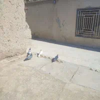 کبوتر|پرنده|سراوان, |دیوار