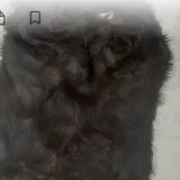 روغن خوش