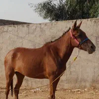 خرید و فروش اسب باری پالانی|حیوانات مزرعه|ثلاث باباجانی, |دیوار