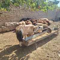 نر بز تخمی|حیوانات مزرعه|مشهد, مهدی آباد|دیوار