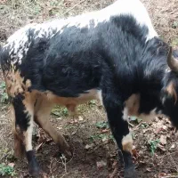 گوساله نر|حیوانات مزرعه|ماکلوان, |دیوار