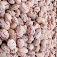 لوبیا چیتی ایرانی