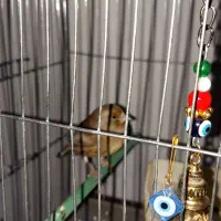 سهره قناری نر