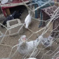 مرغ گلین طوسی با ۹عدد جوجه بزرگ