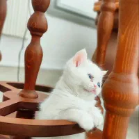 واگذاری توله پرشین و پرشین بالغ|گربه|تربت‌حیدریه, حسنی بالا|دیوار