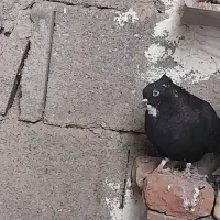 کبوتر زاغ دم سفید ماده